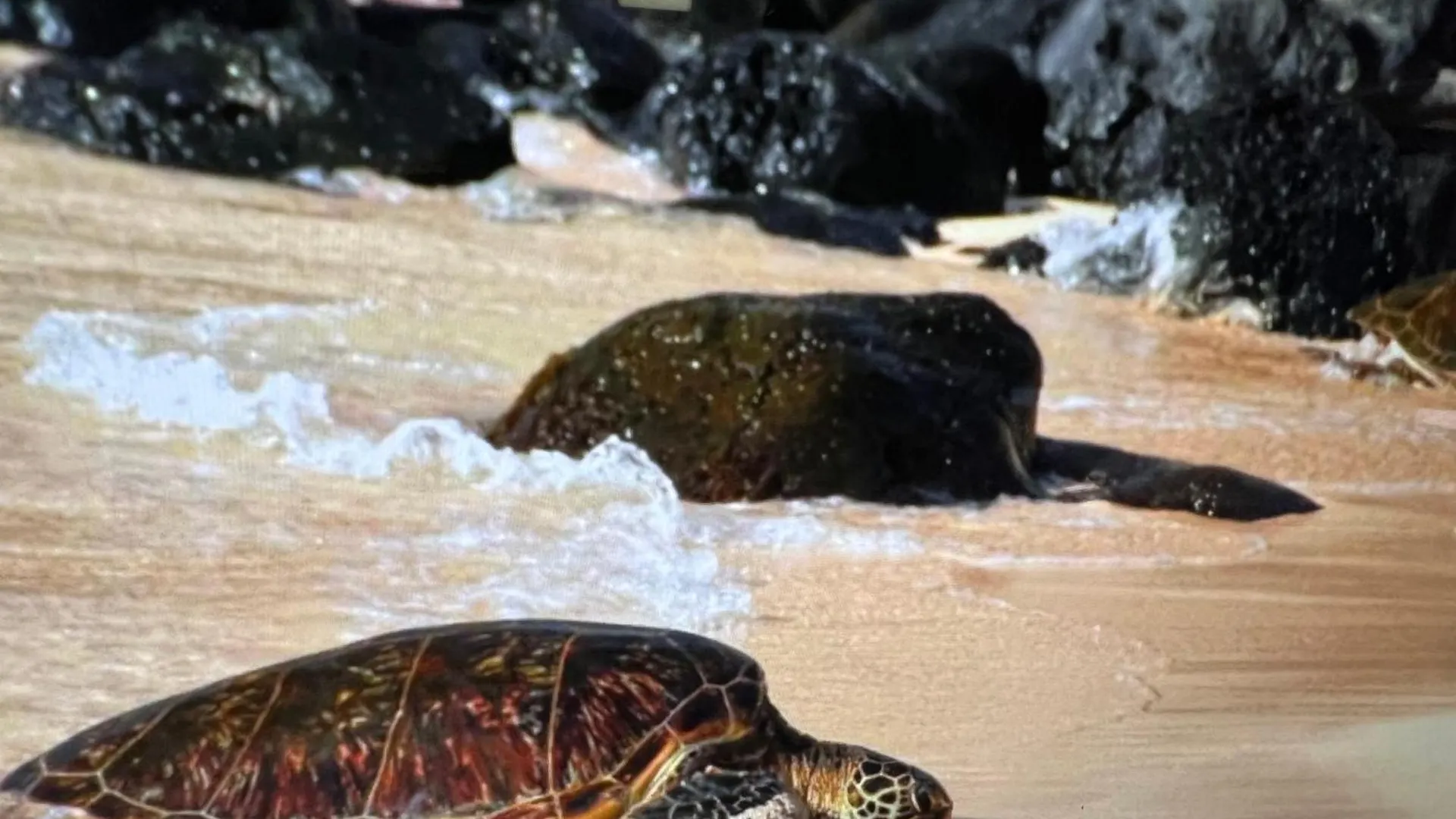 Kaanapali'S Royal Luxury Plantation Beach & Golf Retreat États-Unis