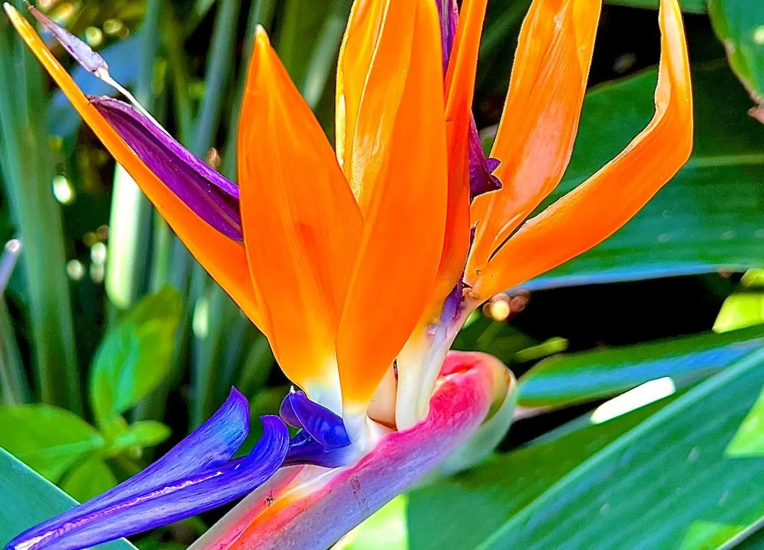 Homestay Kaanapali'S Royal Luxury Plantation Beach & Golf Retreat